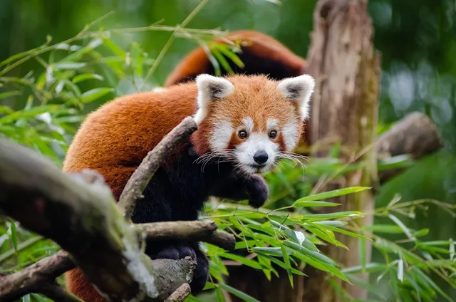 animals red pandas 2400x1800 wallpaper Art HD Wallpaper